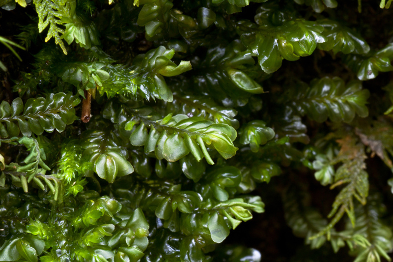 Plagiochila porelloides var. porelloides